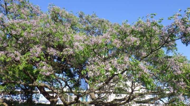 日々山歩・81(センダンの花) / コックンさんの立花山・三日月山・城ノ 