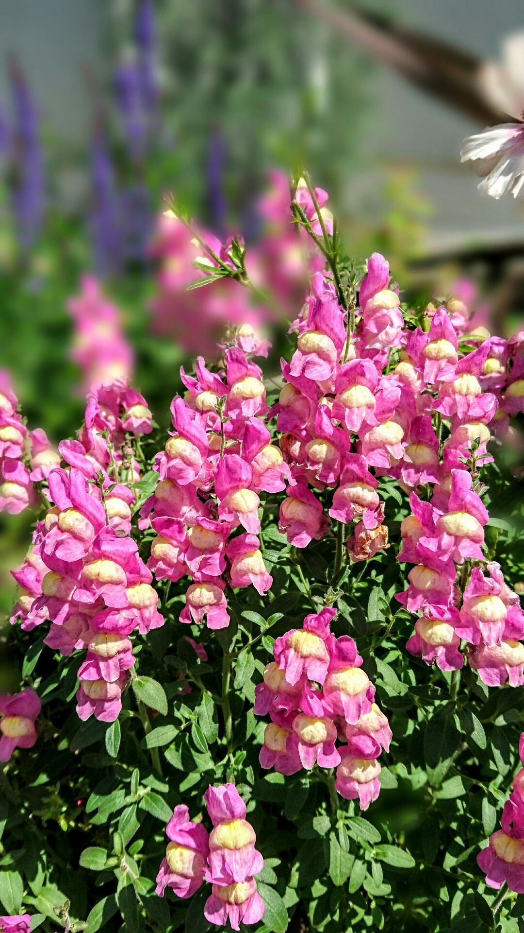 油山 清々しい天候とほどよい暑さでスッキリ おばたかさんの油山 荒平山 片縄山の活動日記 Yamap ヤマップ