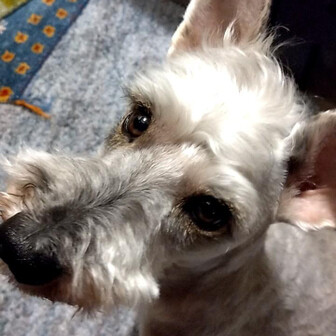 ちゅうりんりん