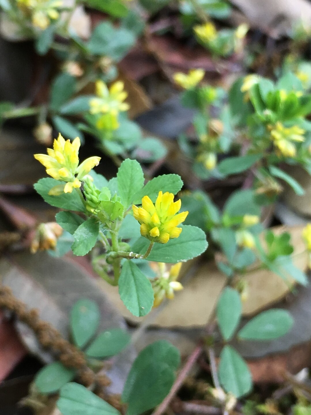 ポンポン山系花しらべ 5月 ポンポン山 釈迦岳 小塩山 若山の写真28枚目 米粒詰草 コメツブツメクサ 米粒のよう Yamap ヤマップ