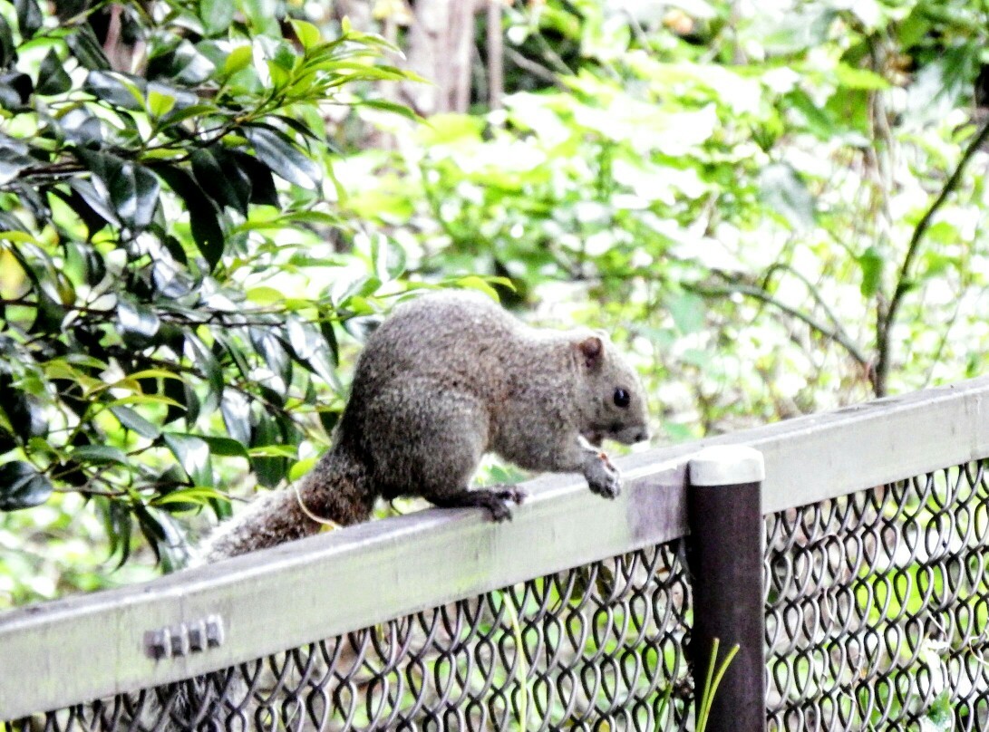 朝散歩 鎌倉湖 ﾀｲﾜﾝﾘｽ なっちゃん さんの鎌倉市の活動データ Yamap ヤマップ