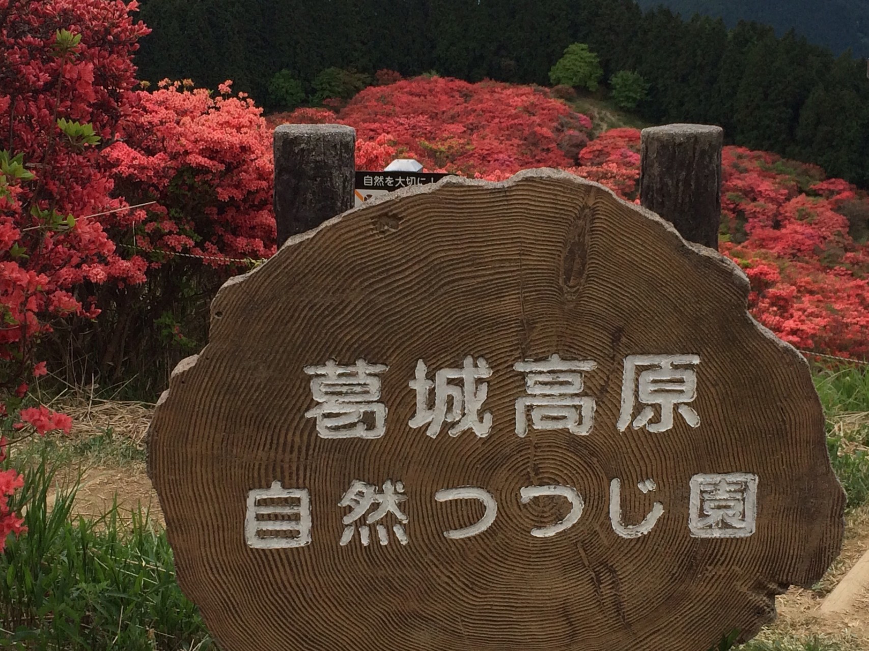 大和葛城山 自然つつじ園 関西百名山 14座目 たくろうさんの金剛山 二上山 大和葛城山の活動日記 Yamap ヤマップ