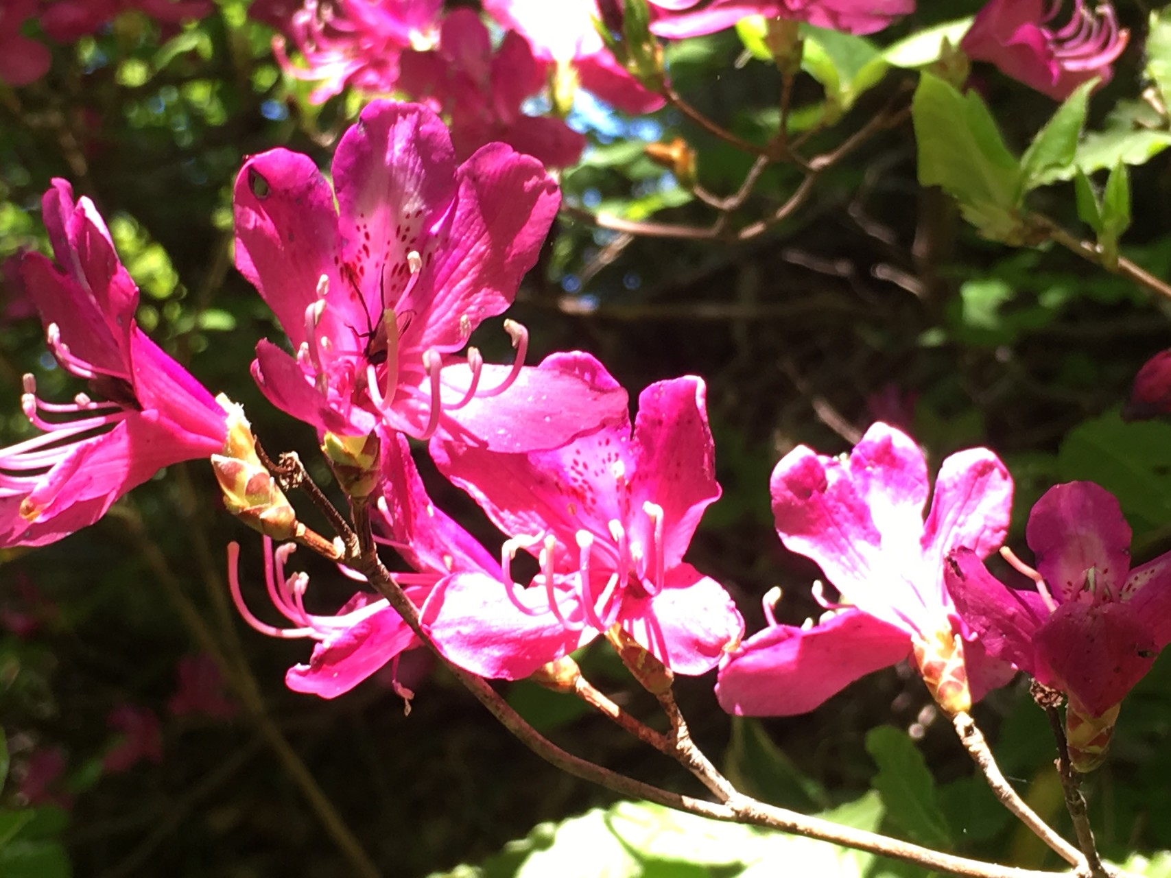 嘉例沢森林公園 鋲ヶ岳 越中山猿さんの僧ヶ岳 駒ヶ岳 越中駒ヶ岳 の活動データ Yamap ヤマップ