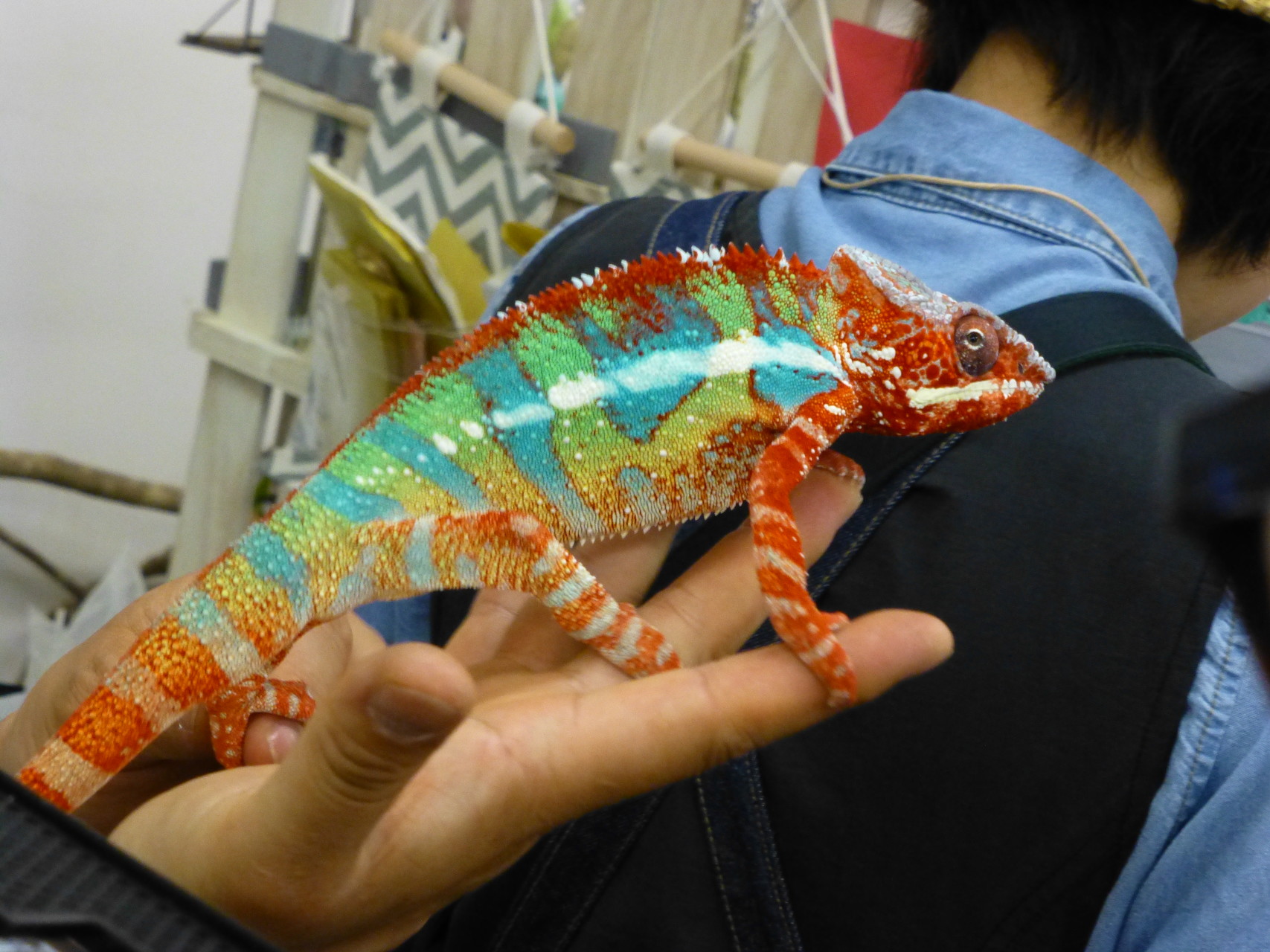 東京レプタイルズワールド春 Piro5さんの東京都23区 北エリアの活動日記 Yamap ヤマップ