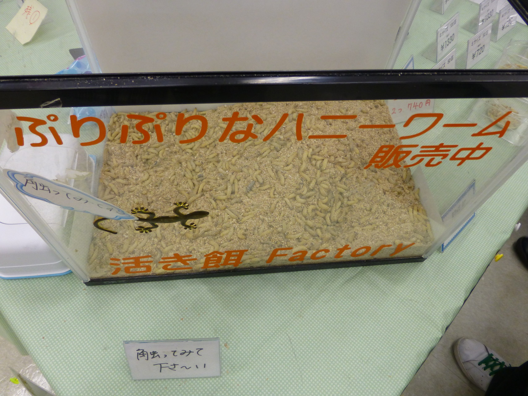 東京レプタイルズワールド春 Piro5さんの東京都23区 北エリアの活動データ Yamap ヤマップ