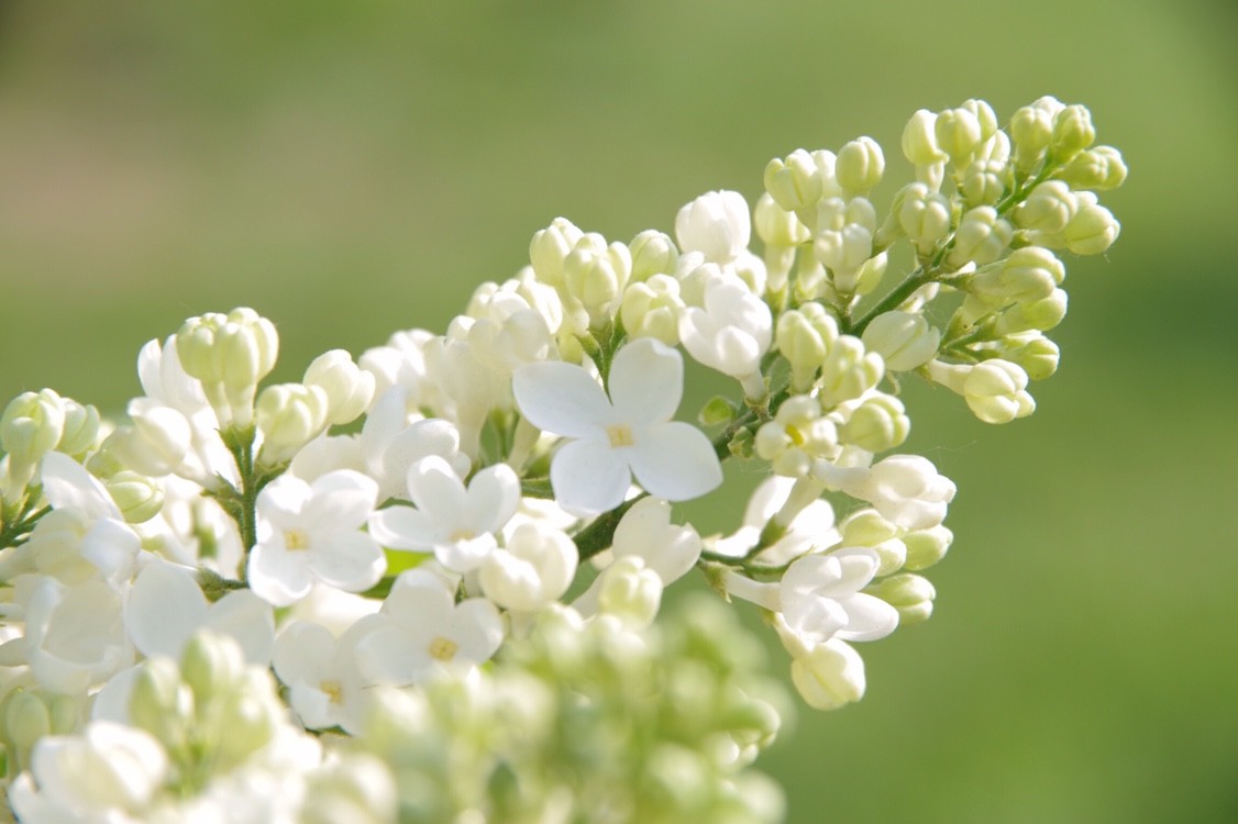 咲き始めのライラックと満開の八重桜 川下公園 えぞふく7さんの札幌市の活動データ Yamap ヤマップ