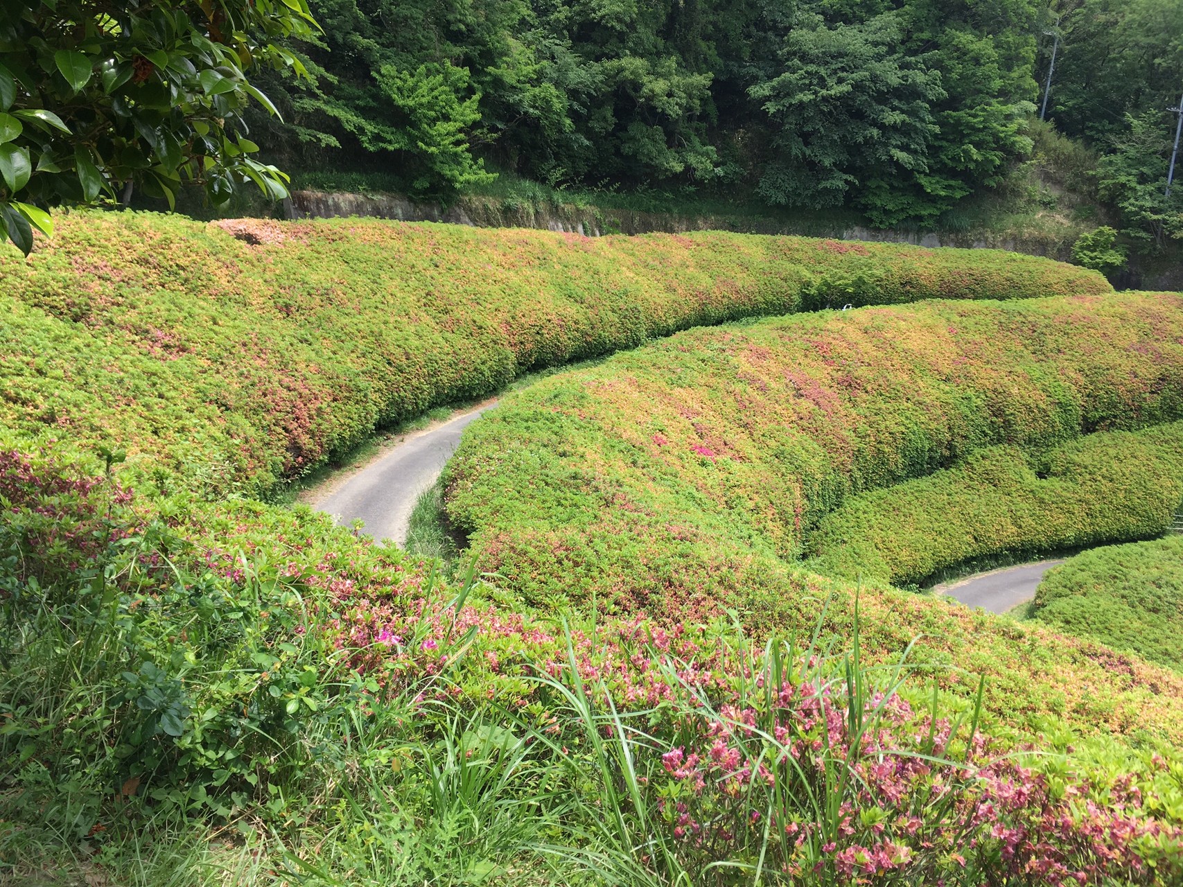 なるかわ園地のツツジは枯れてました D ぼっち登山マンさんの生駒山 神津嶽 大原山の活動データ Yamap ヤマップ