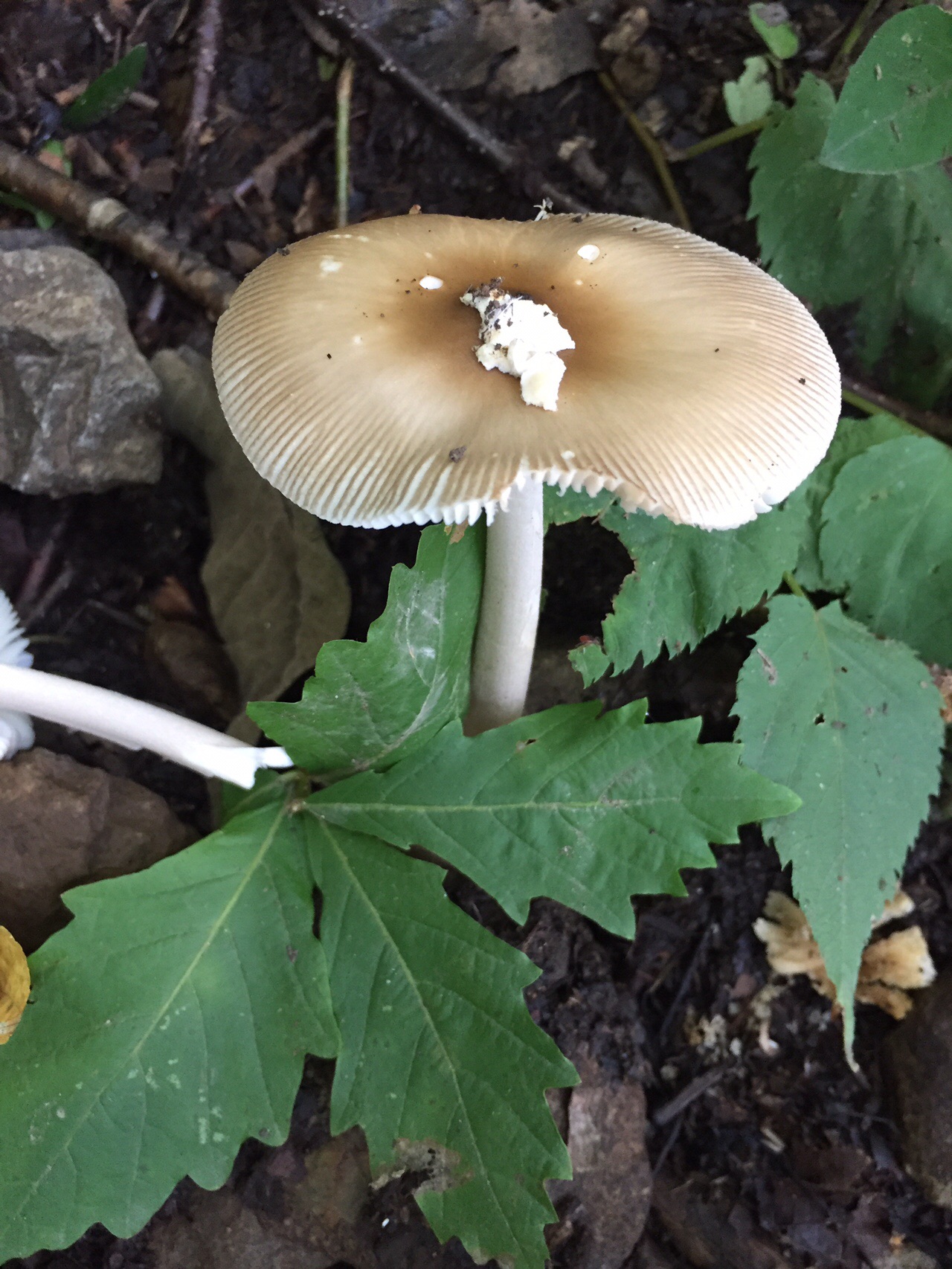 三角山でキノコ撮り 19 08 31 たかしさんの三角山 大倉山 円山の活動データ Yamap ヤマップ