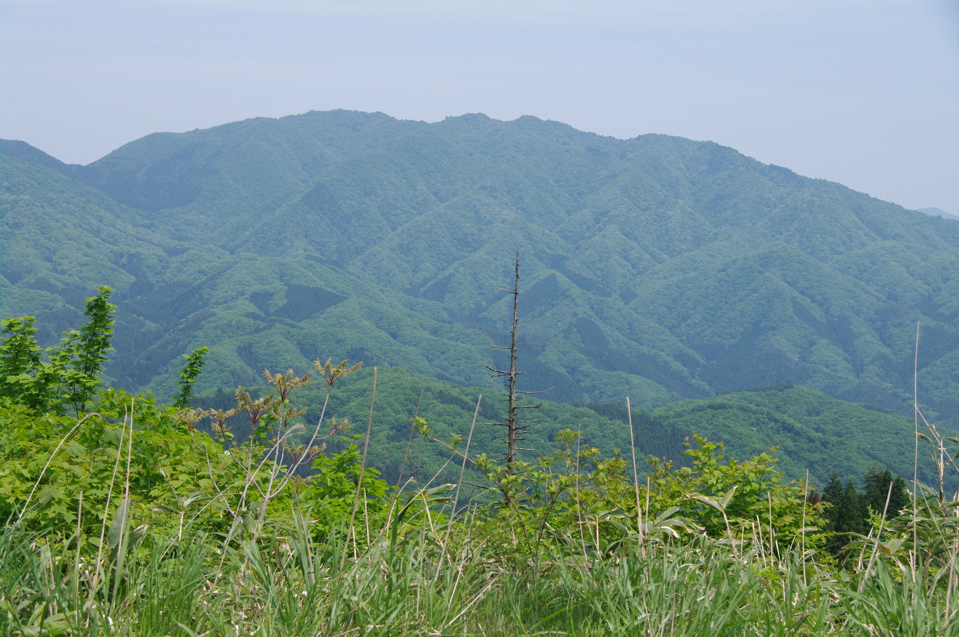 伊吹山北尾根縦走花紀行 国見峠 国見岳 大禿山 御座峰 P1149 静馬が原 笹又 さざれ石公園 ヤマノボラー Minaphmさんの伊吹山 伊吹高原 御座峰の活動日記 Yamap ヤマップ
