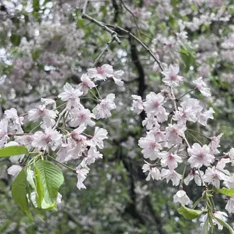 保久良神社の桜。可愛いですね。