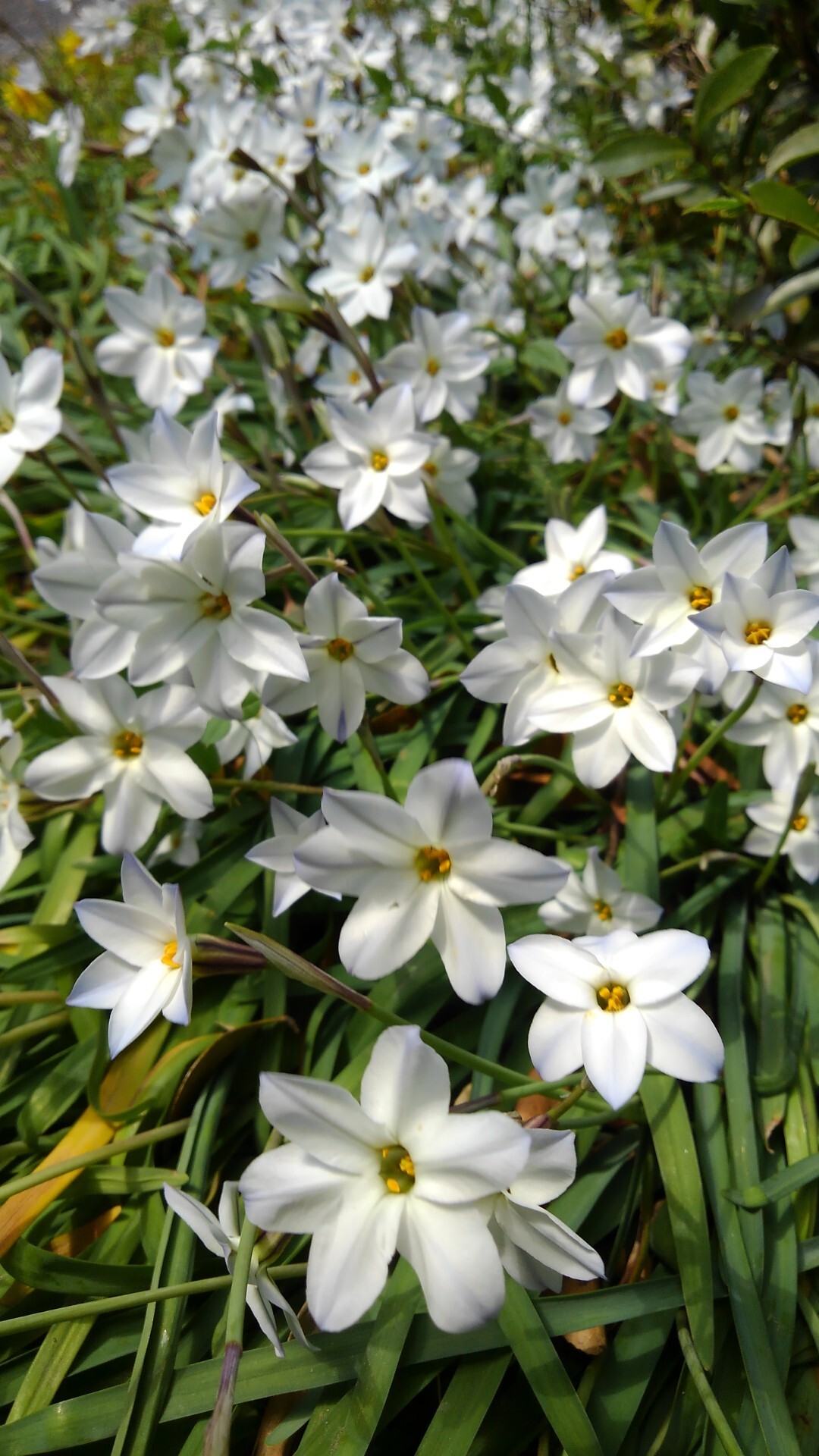 西尾茶臼山 淡墨桜２ ふくちゃんさんの茶臼山 万灯山の活動日記 Yamap ヤマップ