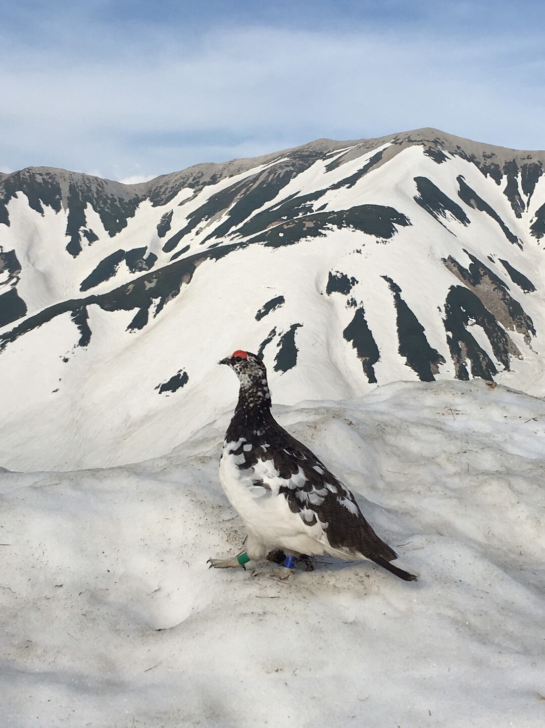 立山黒部アルペンルート 立山 黒部ダム 室堂 フロシキさんの立山 雄山 浄土山の活動データ Yamap ヤマップ