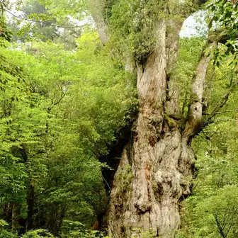 これ。樹齢7000年以上