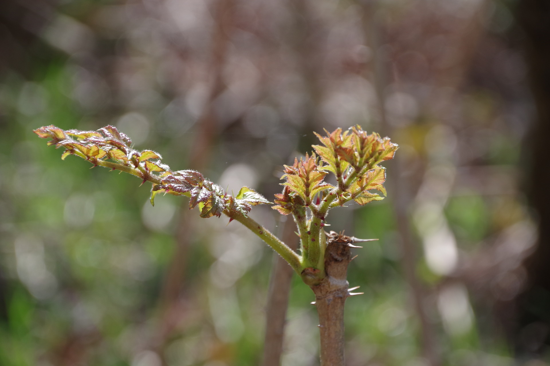 かみさんに尻をたたかれワラビ採り 岩手県 遠野市 ｊｕｎさんの石上山の活動データ Yamap ヤマップ