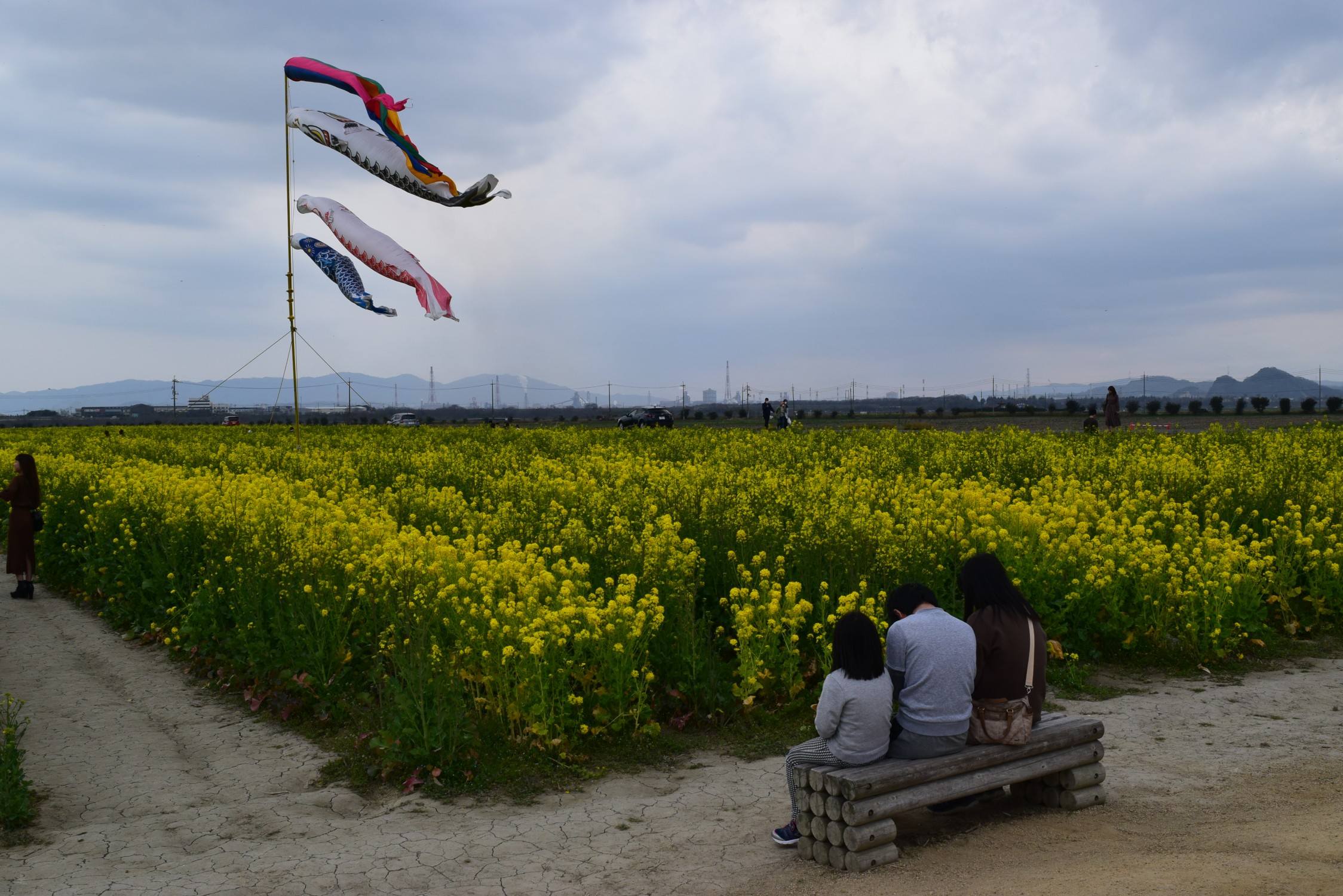 道の駅笠岡ベイファーム 菜の花を見に かずかずさんの笠岡市の活動データ Yamap ヤマップ