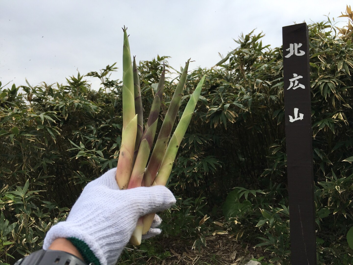 タケノコ山 北広島山 でタケノコハイク Naoさんの野牛山 島松山 北広山の活動データ Yamap ヤマップ