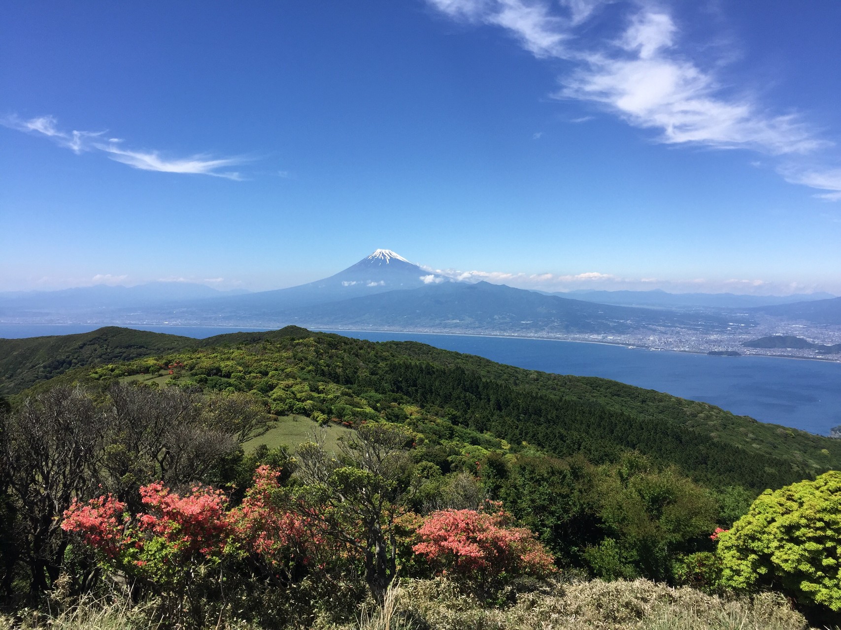 沼津アルプス 戸田峠 小達磨山 達磨山 金冠山 K Gonさんの金冠山 達磨山 葛城山の活動データ Yamap ヤマップ