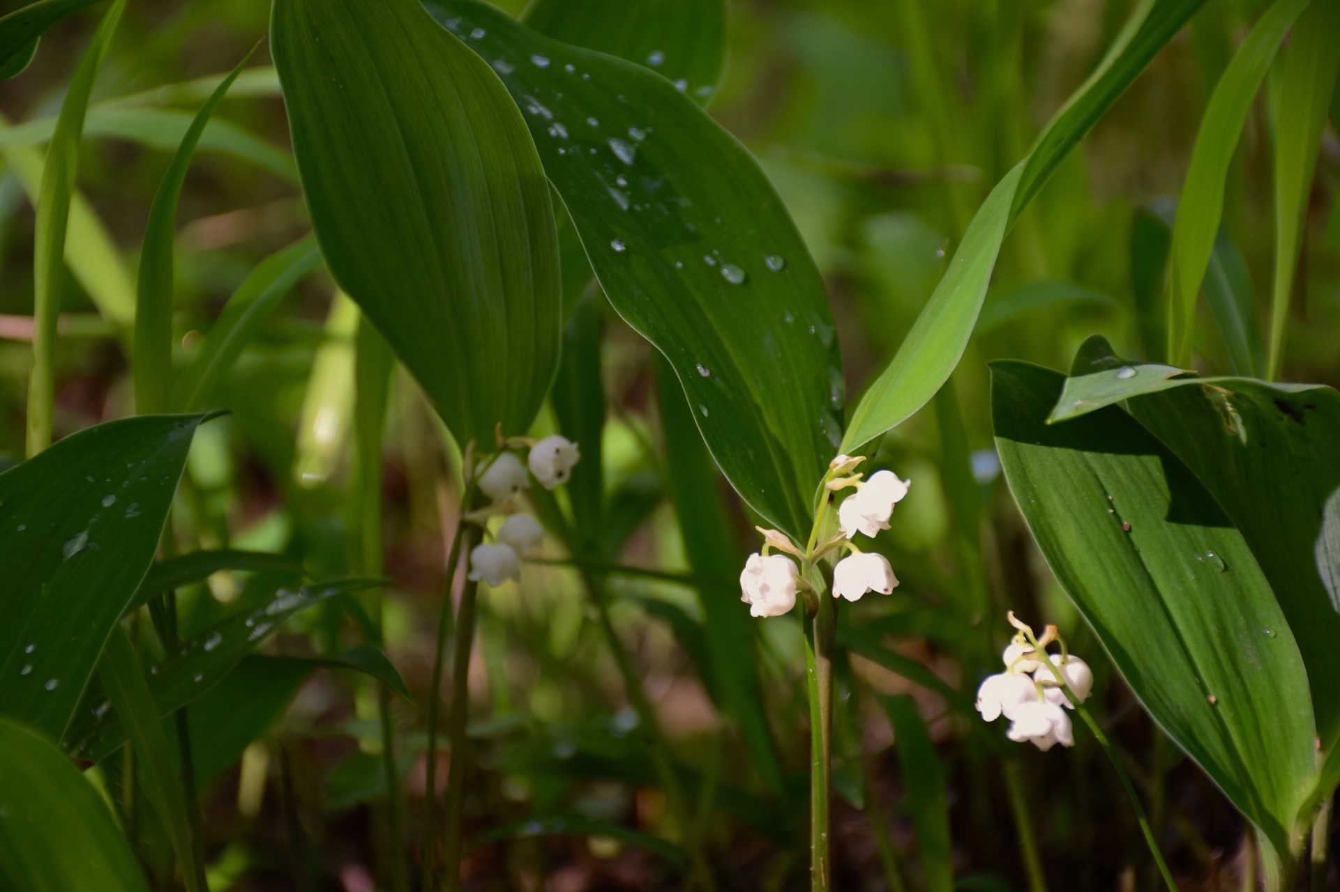 黒岳 すずらん群生地 新道峠 破風山 すずらん峠 黒岳 すずらん群生地 たいよーさんの節刀ヶ岳 破風山 足和田山の活動日記 Yamap ヤマップ