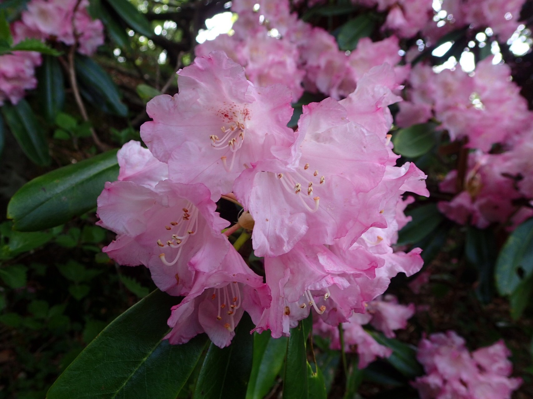 天城縦走路 アマギシャクナゲとブナの原生林眺めながら O ﾟ ﾟ O Ikumi Monterosaさんの天城山 鉢ノ山 三筋山の活動日記 Yamap ヤマップ