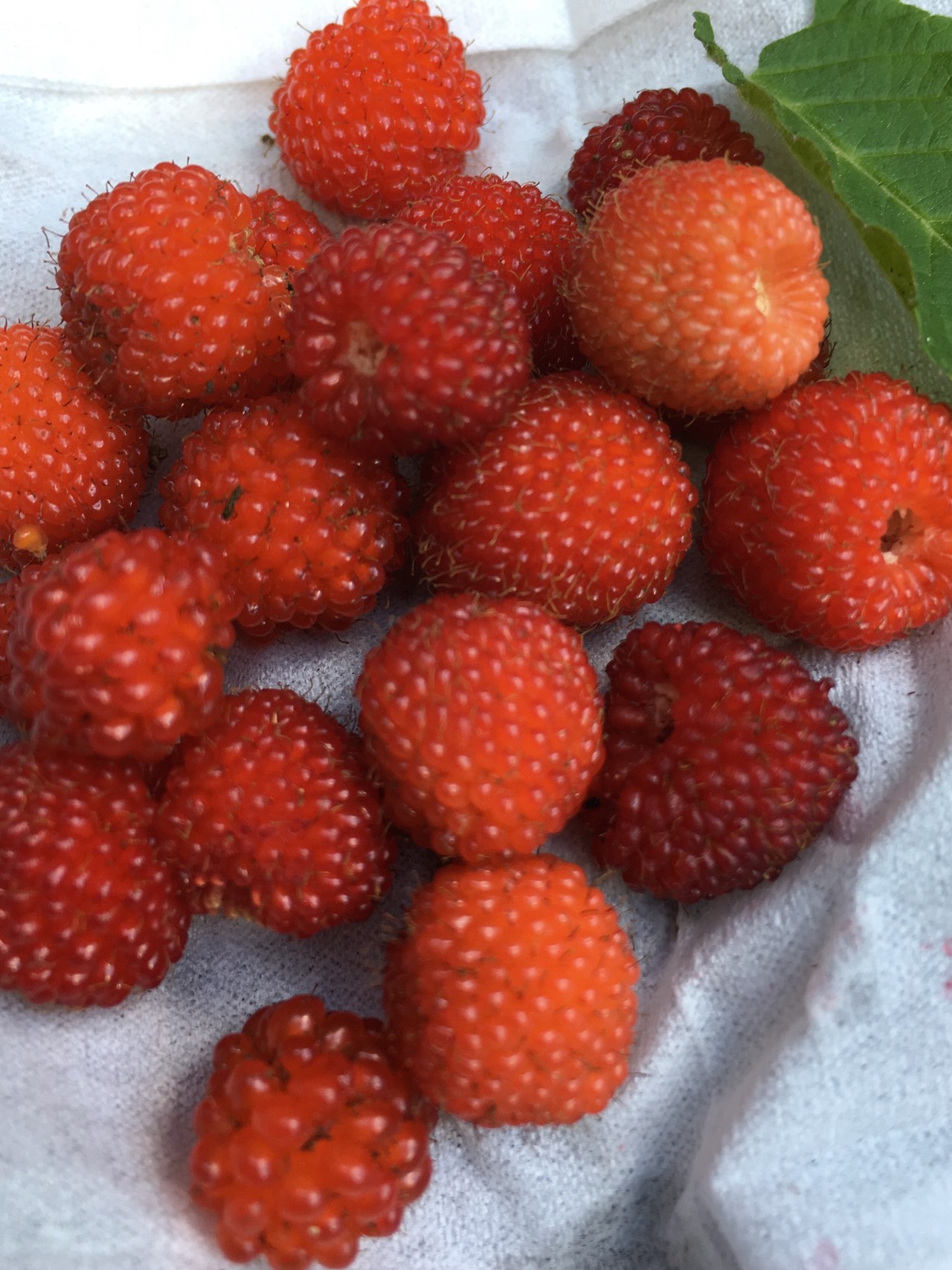 山の恵み 野苺 摘み やまたいらさんのポンポン山 京都府 釈迦岳 小塩山 若山の活動日記 Yamap ヤマップ