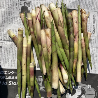 本日の収穫