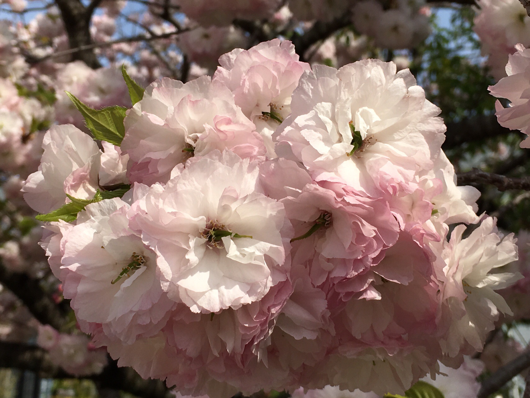 松月桜 19 04 21 Atto Rieさんの八王子市の活動日記 Yamap ヤマップ