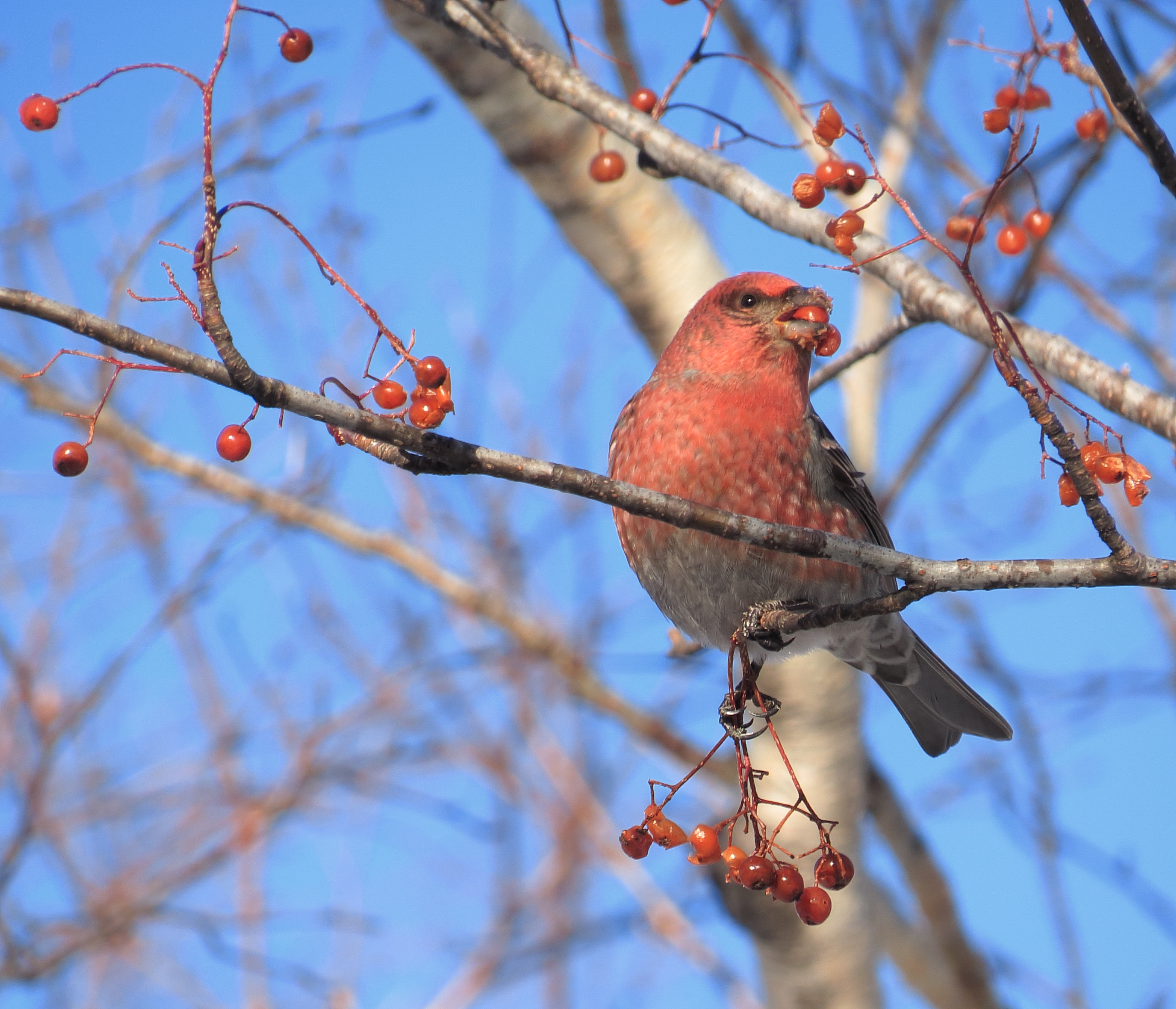 野鳥写真 Mycollection Chromeさんの札幌市の活動日記 Yamap ヤマップ