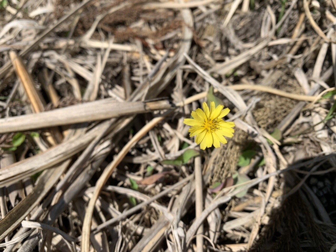 はじめまして国見山 Sikiさんの国見山の活動日記 Yamap ヤマップ