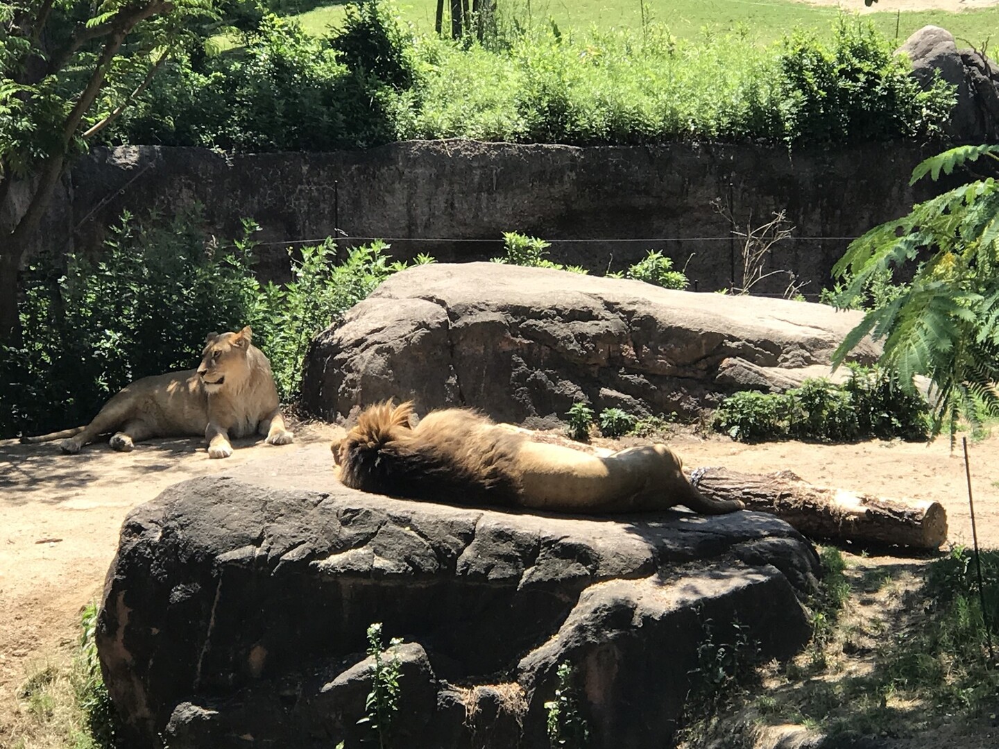 天王寺動物園でフレンズに会いに行きました 大阪市の写真6枚目 この商売っ気の無さが堪らないね ライ Yamap ヤマップ