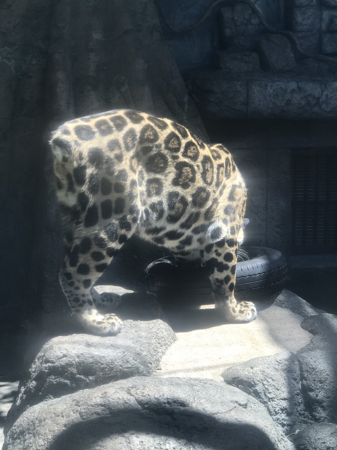 天王寺動物園でフレンズに会いに行きました 大阪市の写真14枚目 豹柄の中にさらに点々があるのがジャガー Yamap ヤマップ