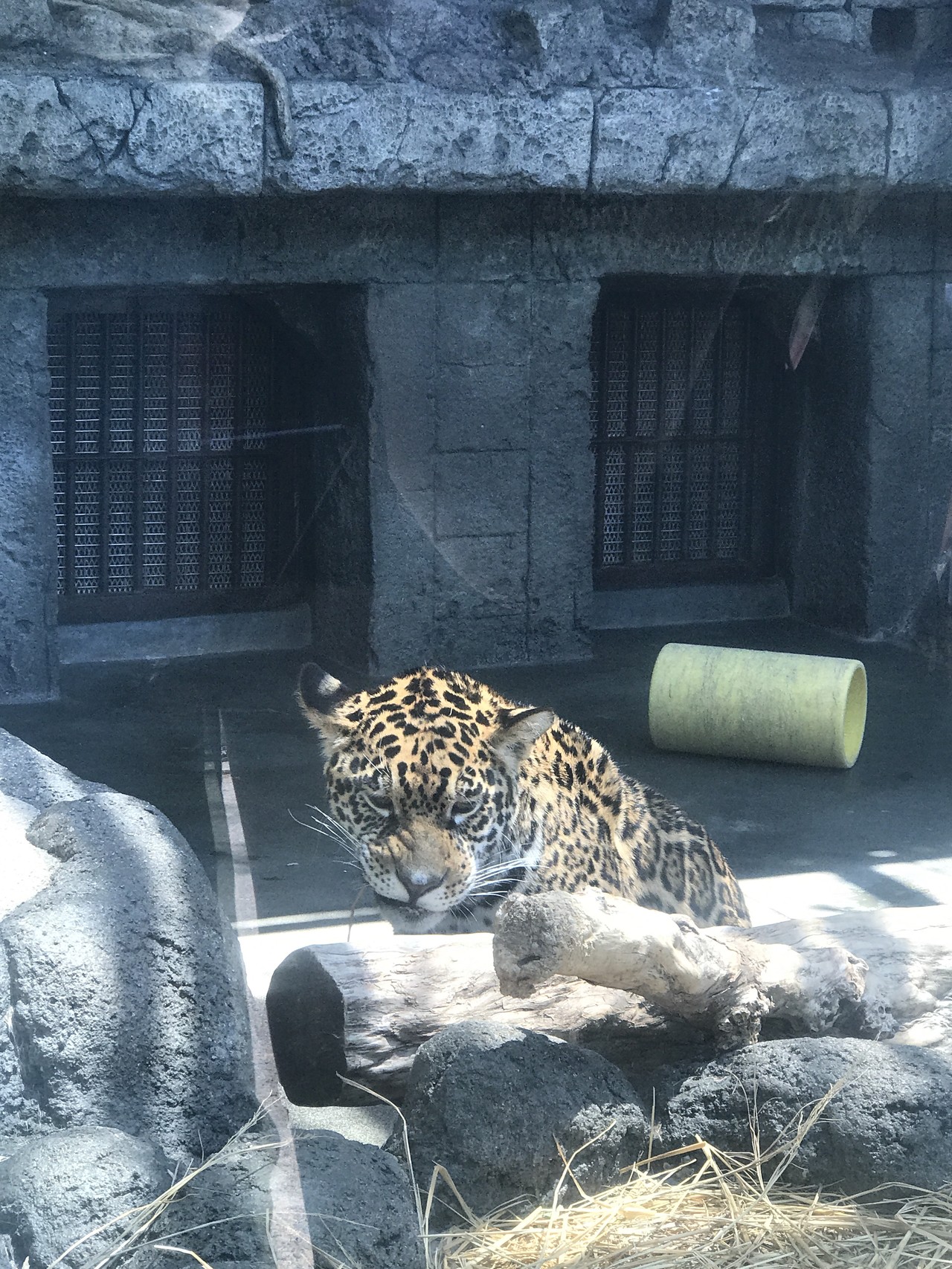 天王寺動物園でフレンズに会いに行きました 社長aさんの大阪市の活動日記 Yamap ヤマップ