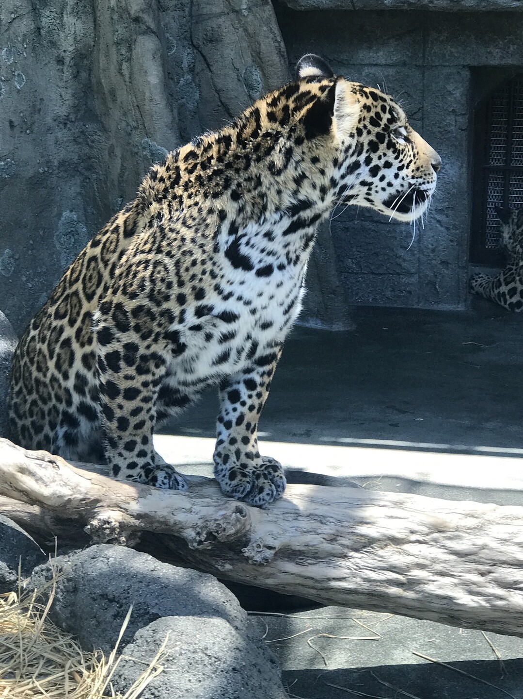 天王寺動物園でフレンズに会いに行きました 社長aさんの大阪市の活動日記 Yamap ヤマップ