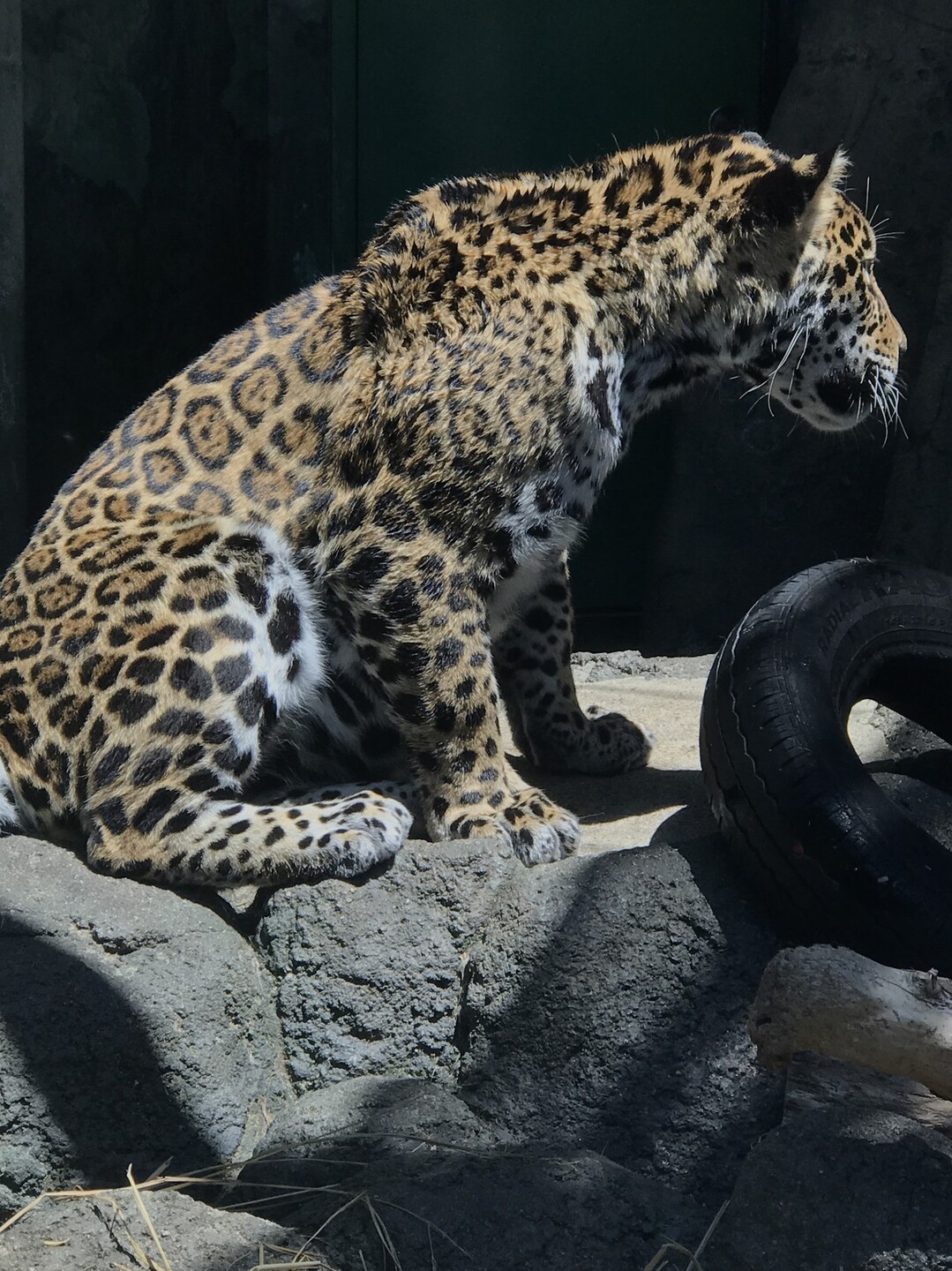 天王寺動物園でフレンズに会いに行きました 大阪市の写真24枚目 Yamap ヤマップ