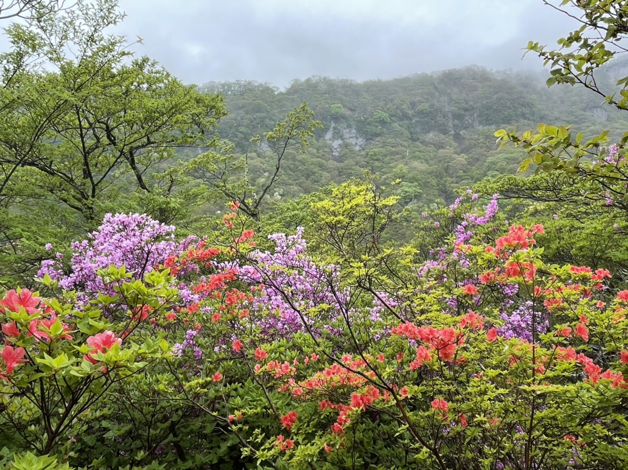赤城山 ツツジが峰通り ミッキーさんのヤマノススメ巡礼マップ 赤城山 地蔵岳 の活動データ Yamap ヤマップ