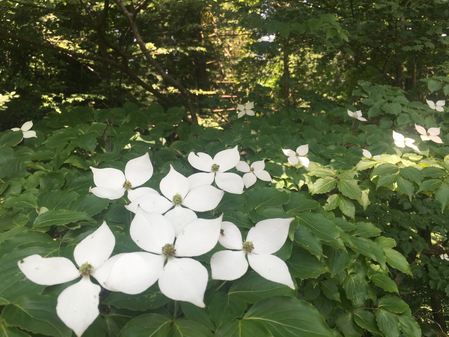 初夏の頼成山周遊 砺波市の写真12枚目 ヤマボウシ ミズキ科ミズキ属ヤマボウシ亜 Yamap ヤマップ