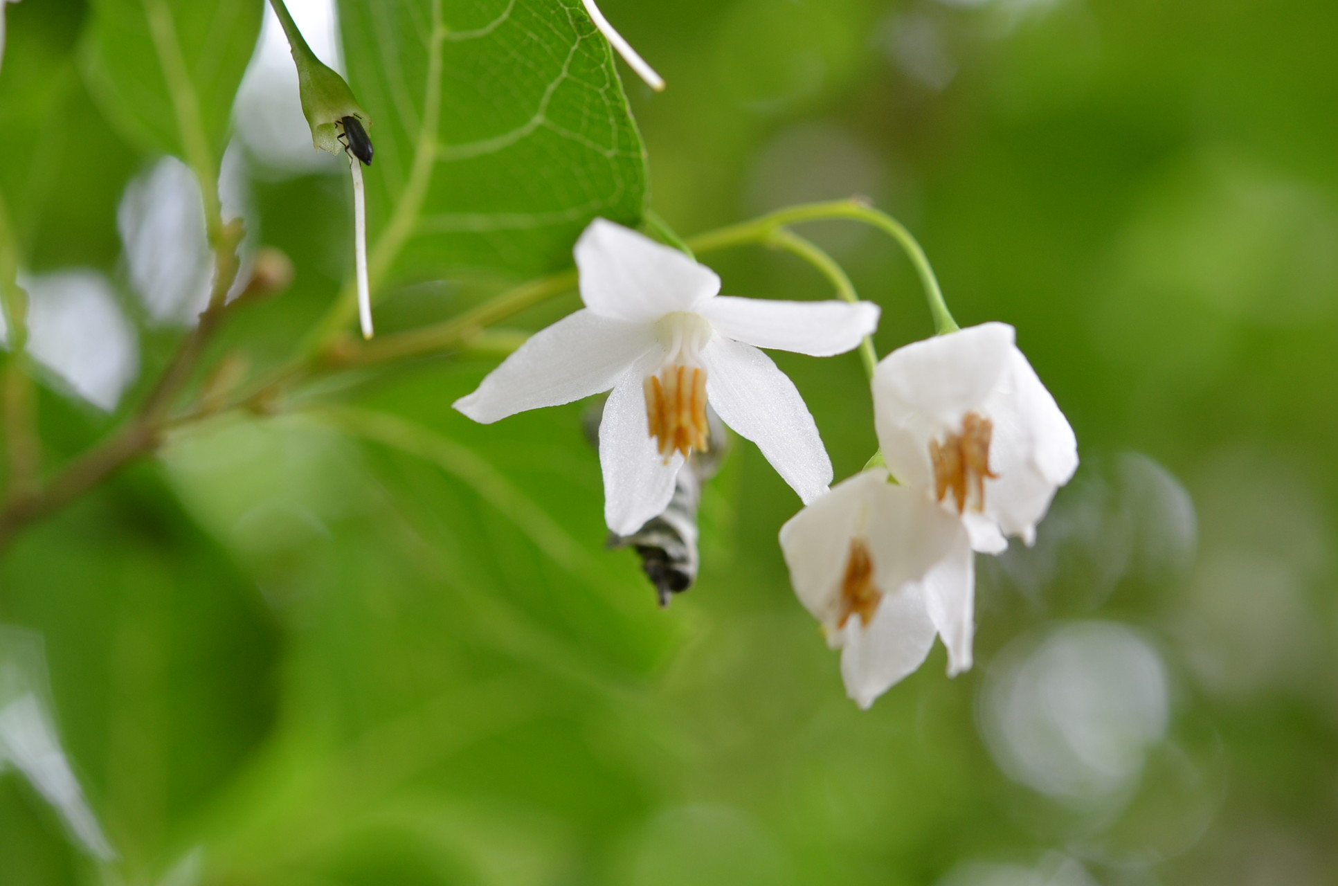 月ノ輪滝コースからくろんど池 獅子窟寺コース あごやんさんの交野山 国見山の活動データ Yamap ヤマップ