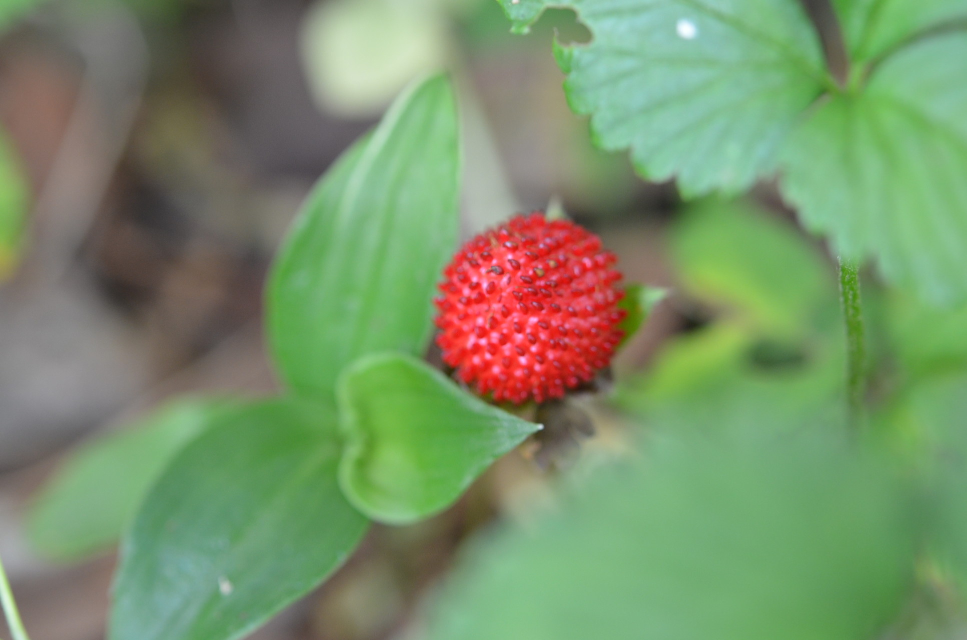 月ノ輪滝コースからくろんど池 獅子窟寺コース あごやんさんの交野山 国見山の活動データ Yamap ヤマップ