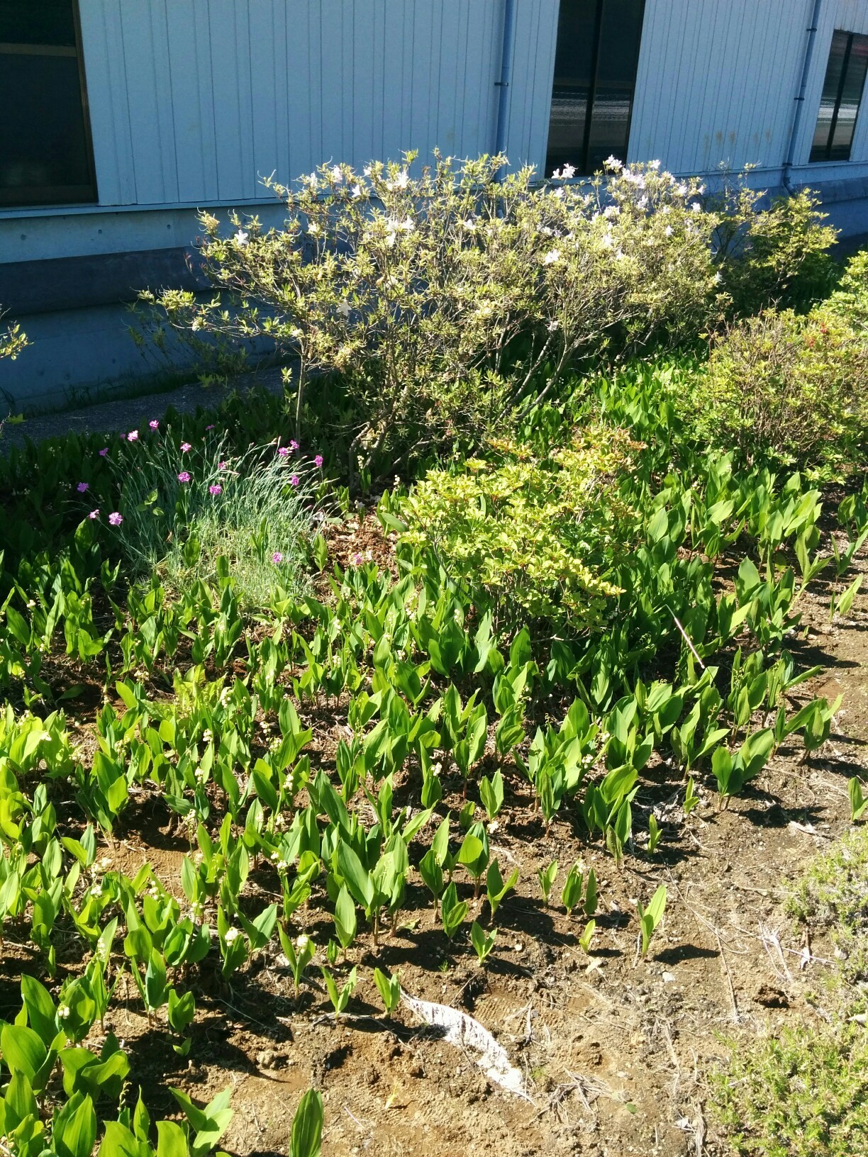鈴蘭を見に入笠山 Busterさんの入笠山の活動日記 Yamap ヤマップ