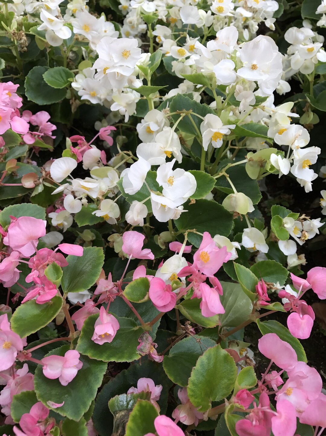 新宿中央公園から新宿三丁目へ ずおずおむさんの東京都23区 西エリアの活動日記 Yamap ヤマップ