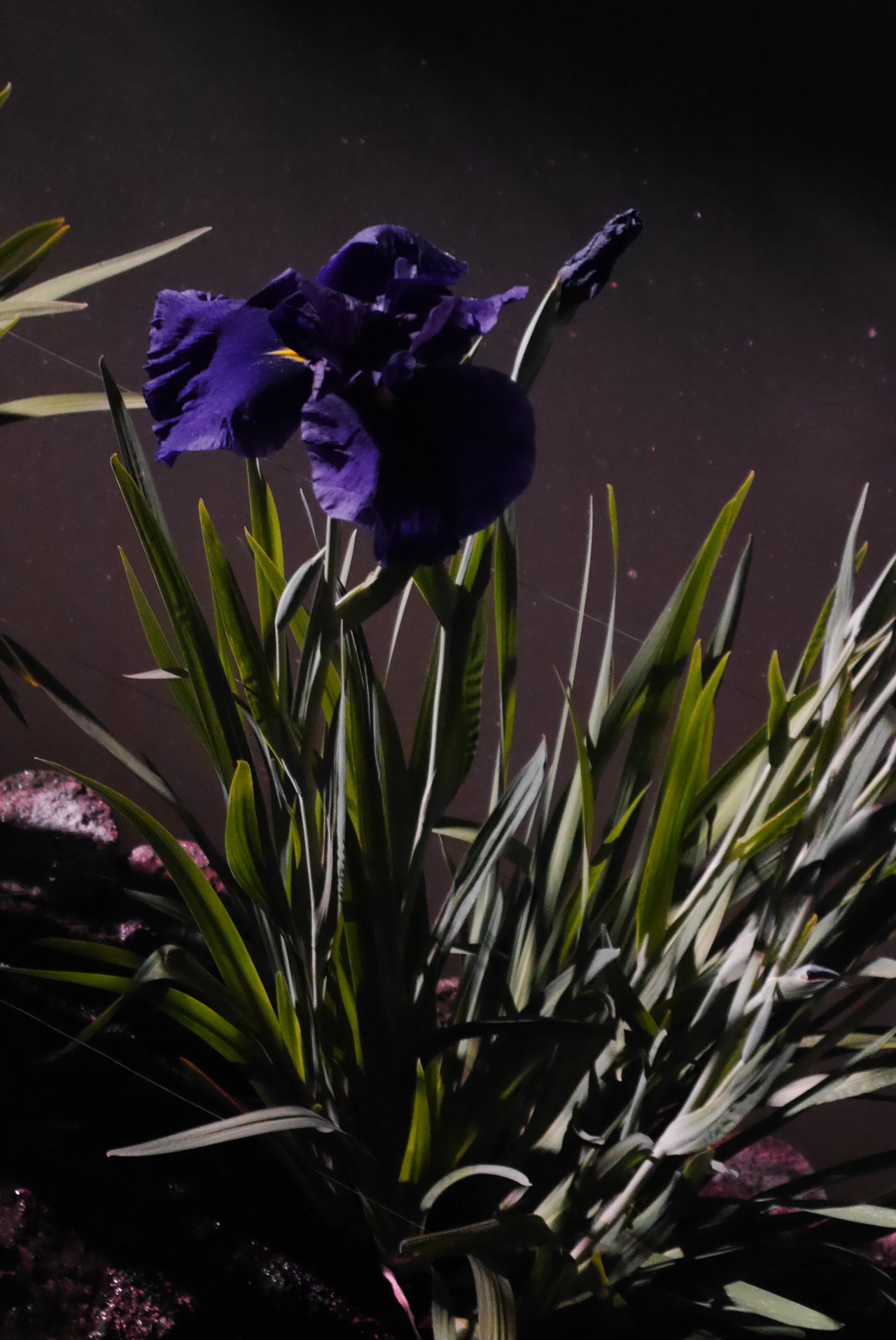 太宰府天満宮 水芭蕉 ライトアップ つるさんの宝満山 三郡山 若杉山の活動データ Yamap ヤマップ