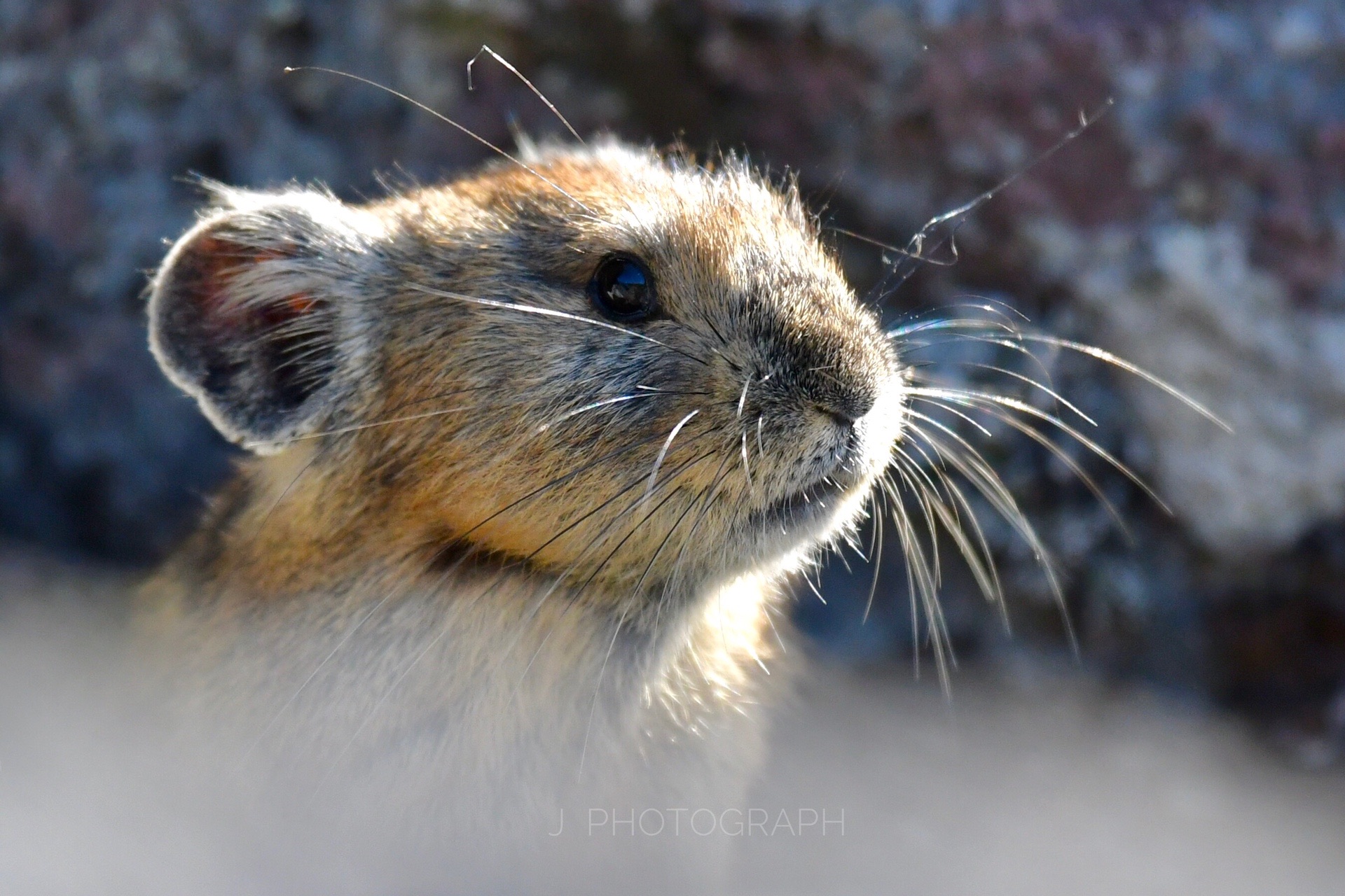 ナキウサギに逢いに Jさんの東ヌプカウシヌプリ 西ヌプカウシヌプリの活動データ Yamap ヤマップ