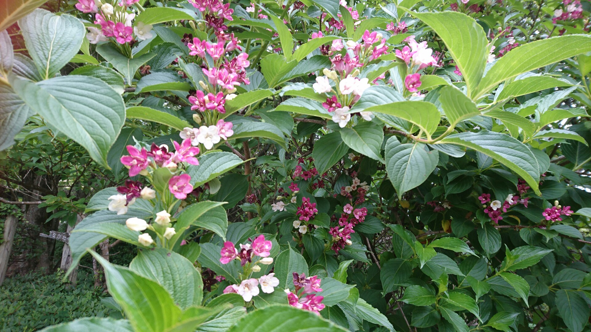 箱根空木の花 白 ピンク 赤に とんぼさんの皿倉山 花尾山 帆柱山の活動データ Yamap ヤマップ