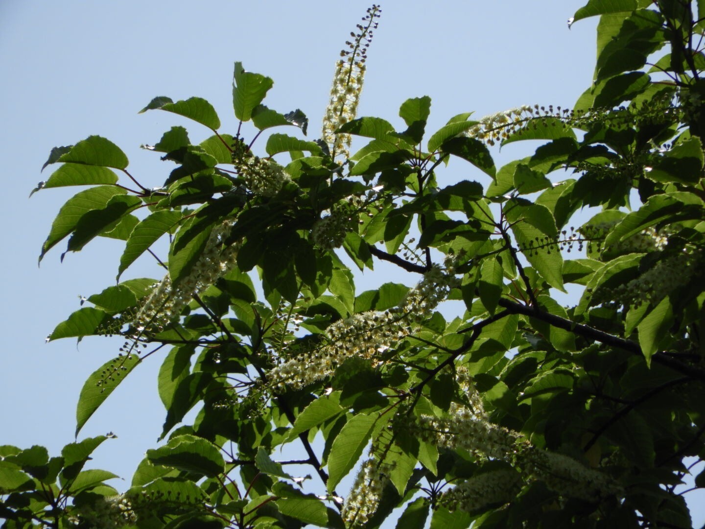 丹沢山に行ってきました2 Siuriさんの丹沢山の活動日記 Yamap ヤマップ