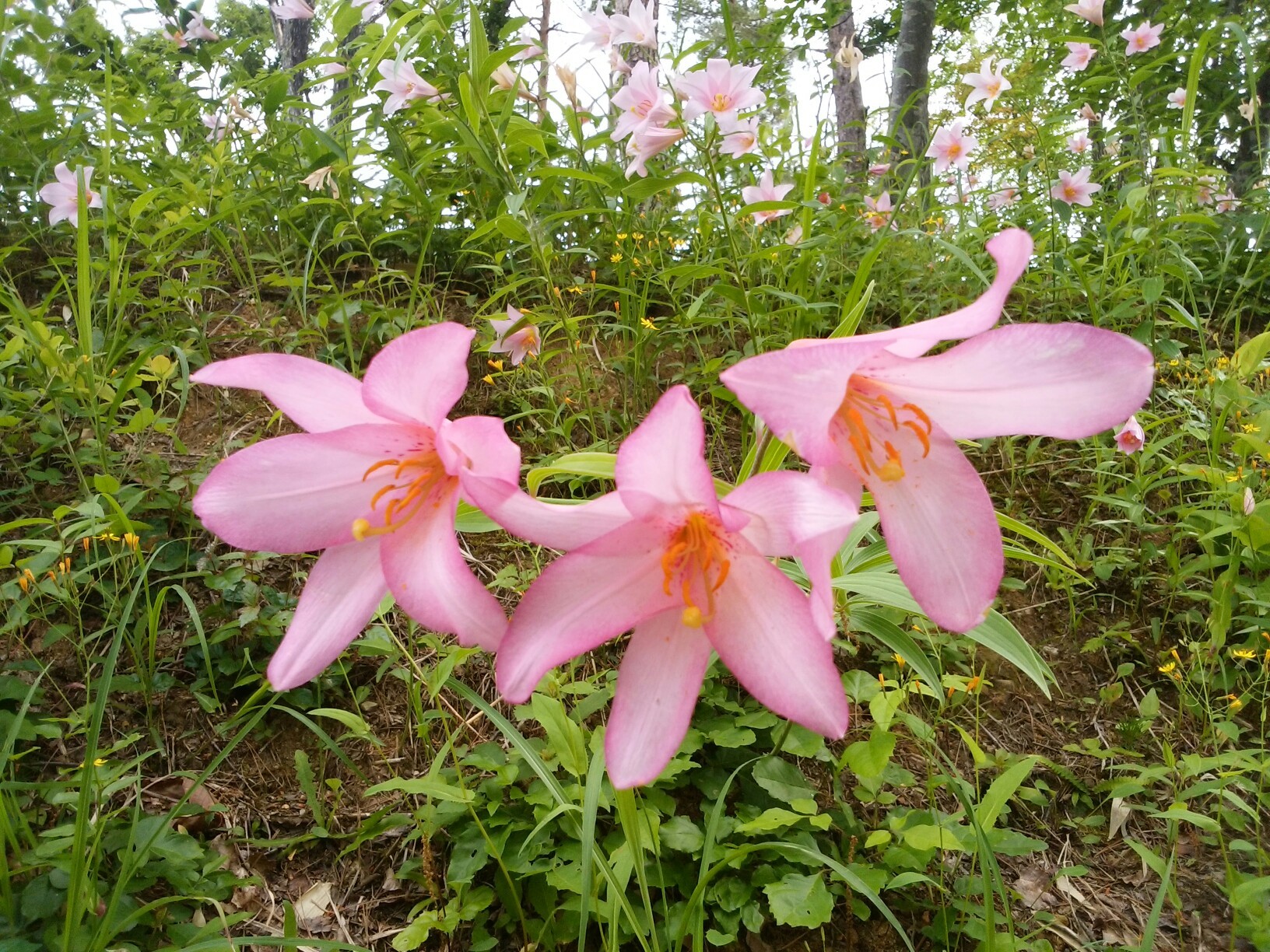 ヒメサユリに日光キスゲ フェレさんの三吉山 葉山の活動日記 Yamap ヤマップ