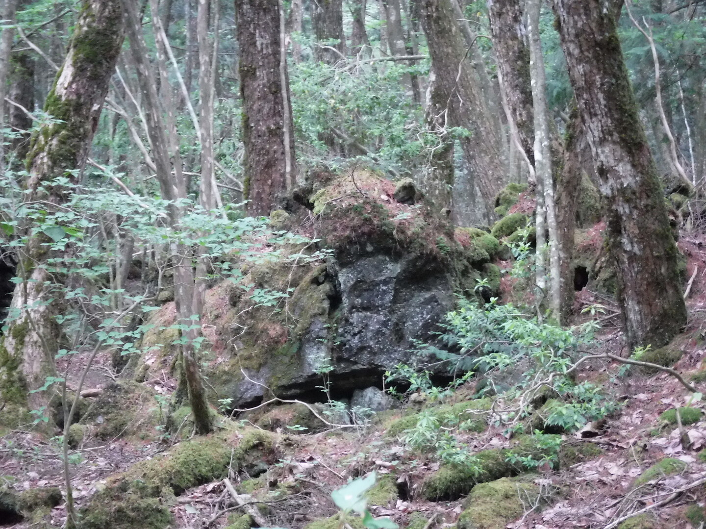 青木ヶ原樹海 溶岩くまちゃん発見 若葉まこ さんの鳴沢村の活動日記 Yamap ヤマップ