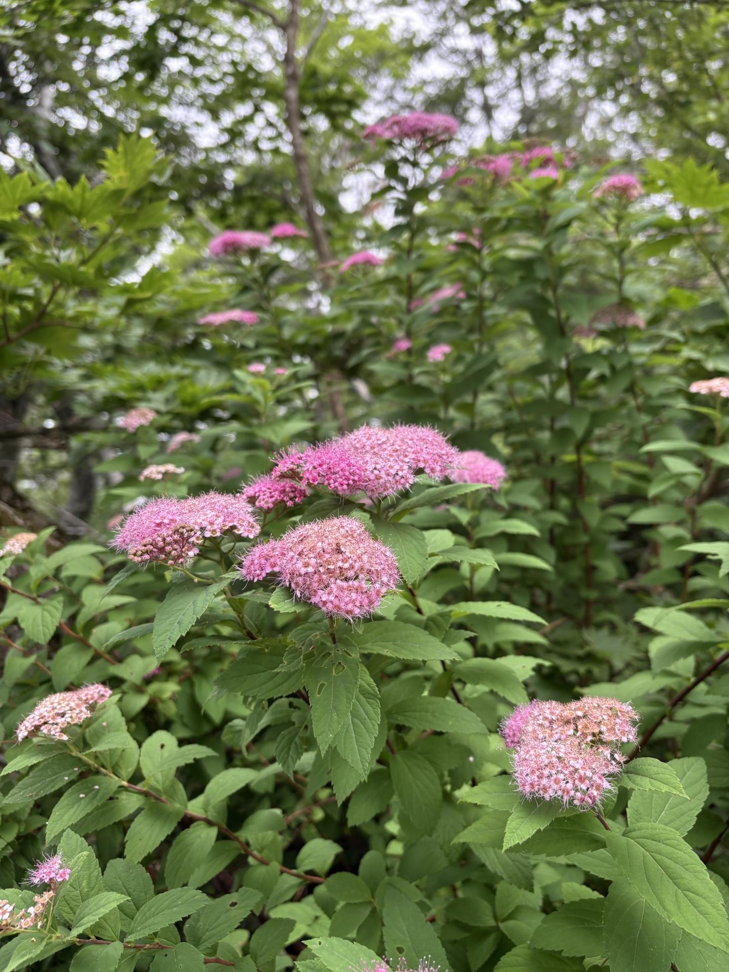 大山・甲ヶ山・野田ヶ山 シモツケ草