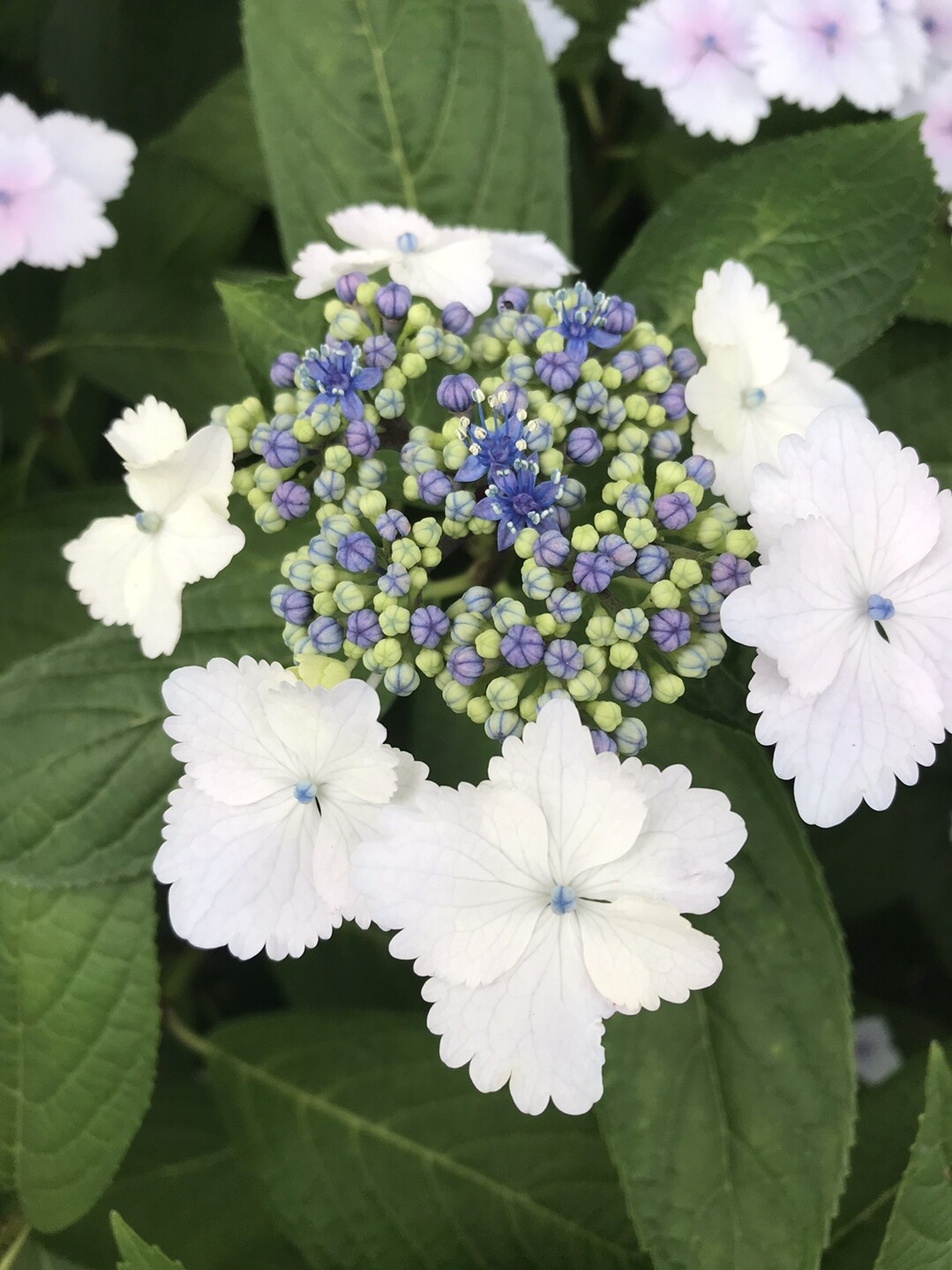 梅雨の合間に初見のキノコの女王 と ラン 見っけ はっぴいえんどさんの湯川山 城山 孔大寺山の活動日記 Yamap ヤマップ