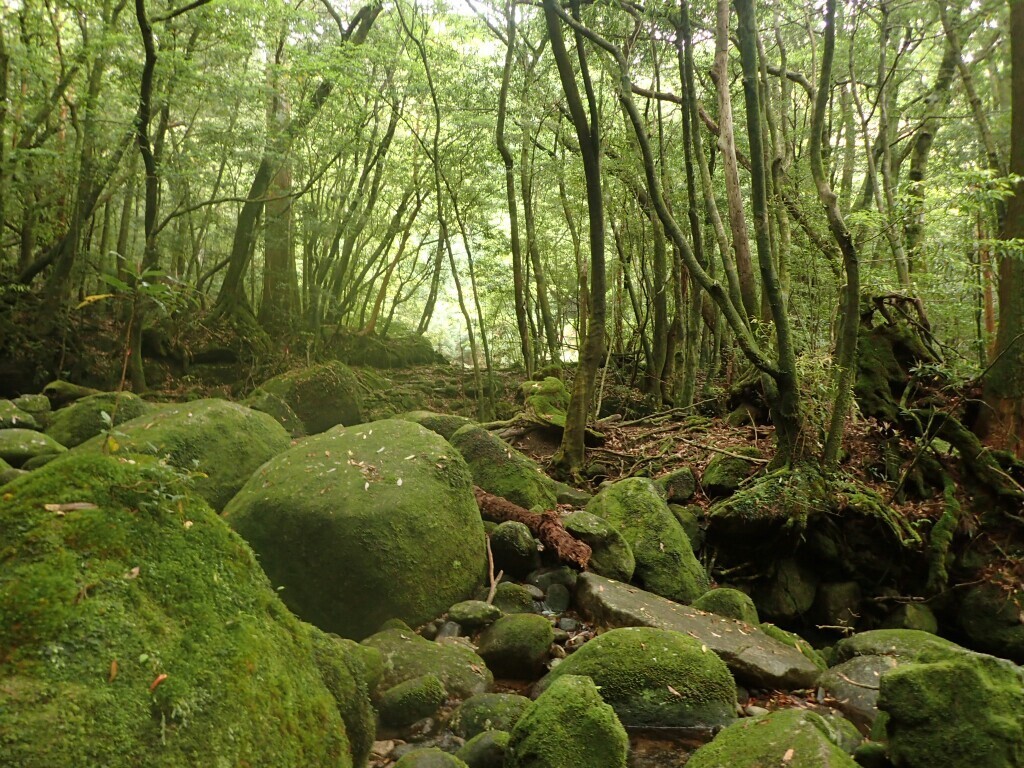 屋久島の石楠花を愛でに 屋久島 宮之浦岳の写真8枚目 苔むす森 Yamap ヤマップ
