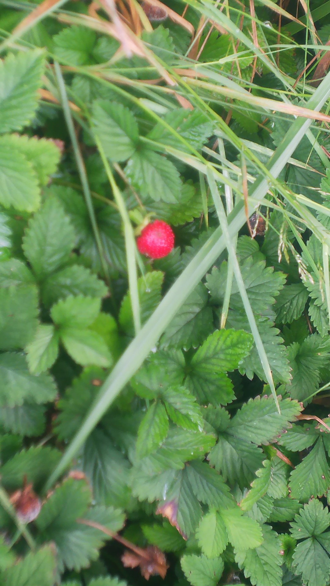 大観峰までサイクリング ヒルクライムmさんの阿蘇山 高岳 根子岳の活動日記 Yamap ヤマップ