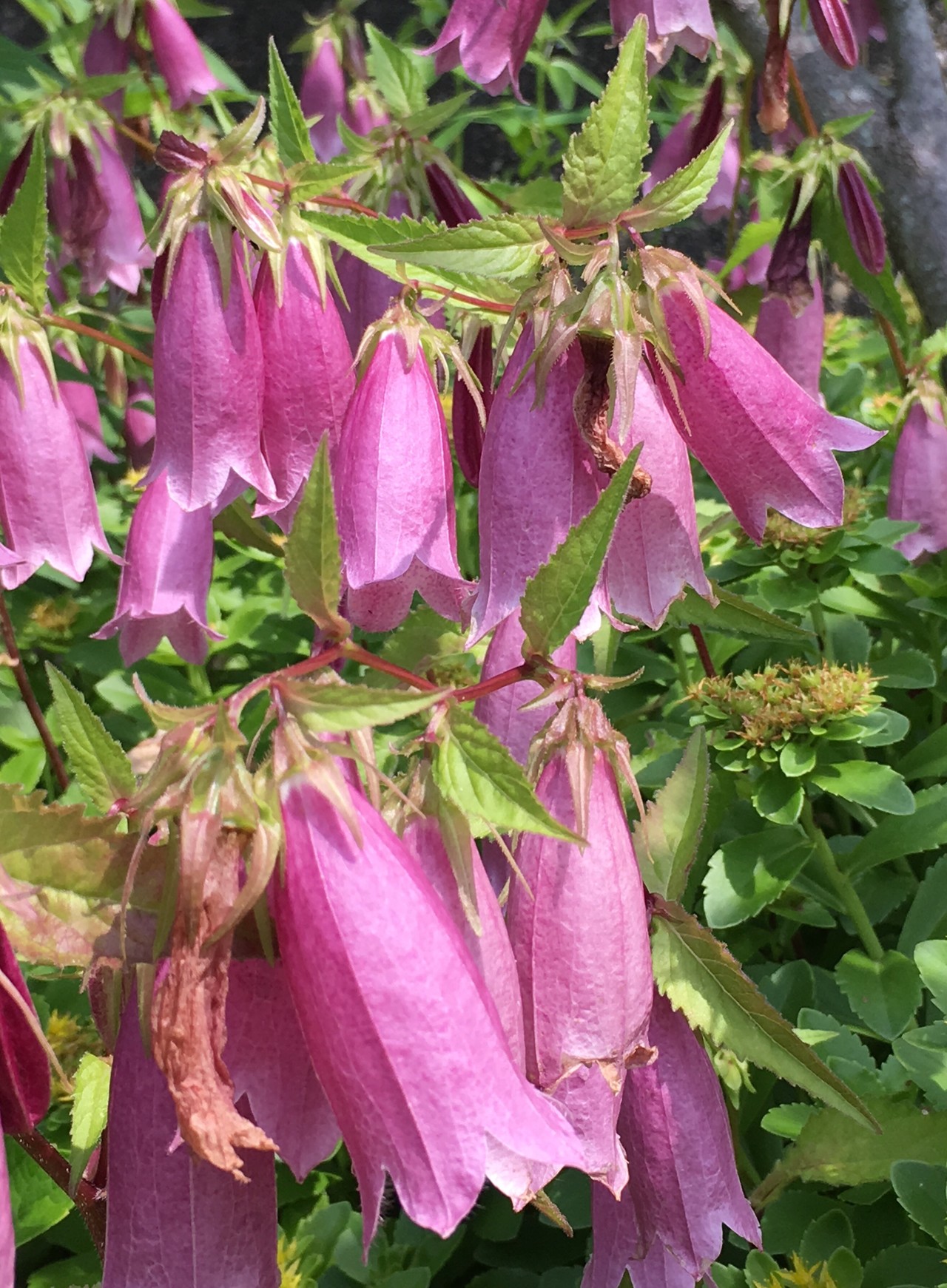 ポンポン山系花しらべ 6月 やまたいらさんのポンポン山 京都府 釈迦岳 小塩山 若山の活動日記 Yamap ヤマップ